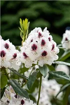  - Rhododendron 'Maroon Sappho'