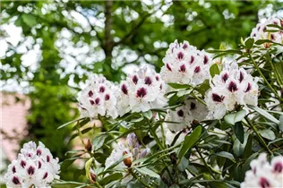  - Rhododendron 'Maroon Sappho'