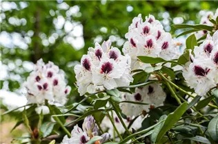  - Rhododendron 'Maroon Sappho'