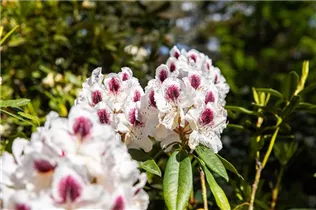  - Rhododendron 'Maroon Sappho'
