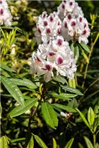  - Rhododendron 'Maroon Sappho'