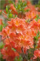  - Rhododendron molle 'Spek´s Brilliant'