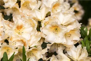  - Rhododendron 'Marylou'