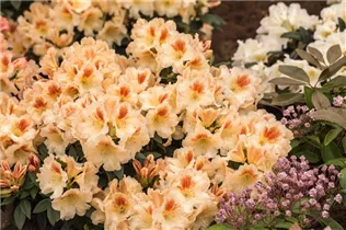  - Rhododendron 'Marylou'