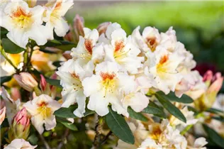  - Rhododendron 'Marylou'