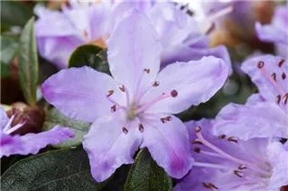  - Rhododendron molle ssp. japonicum