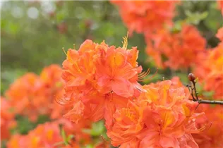  - Rhododendron 'Max Planck'