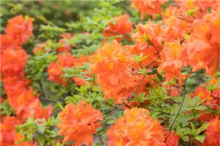  - Rhododendron 'Max Planck'