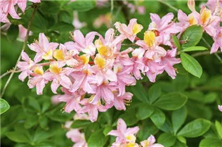  - Rhododendron molle ssp. japonicum 'Comte de Gomer'
