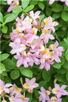  - Rhododendron molle ssp. japonicum 'Comte de Gomer'