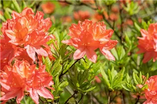  - Rhododendron molle ssp. japonicum 'Comte de Gomer'
