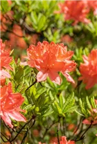  - Rhododendron molle ssp. japonicum 'Comte de Gomer'