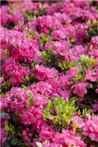  - Rhododendron obtusum 'Kirstin'