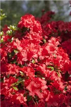  - Rhododendron molle ssp. japonicum 'Nordlicht'