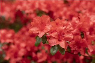  - Rhododendron molle ssp. japonicum 'Nordlicht'