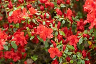  - Rhododendron molle ssp. japonicum 'Nordlicht'
