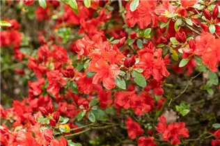  - Rhododendron molle ssp. japonicum 'Nordlicht'