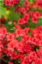  - Rhododendron molle ssp. japonicum 'Nordlicht'