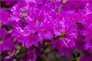  - Rhododendron obtusum 'Königstein'