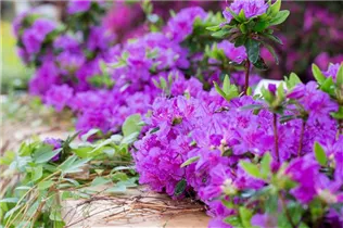  - Rhododendron obtusum 'Königstein'