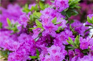  - Rhododendron obtusum 'Lady Dark'®