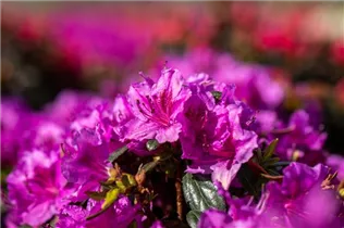  - Rhododendron obtusum 'Königstein'