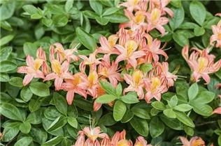  - Rhododendron molle 'Victoria'