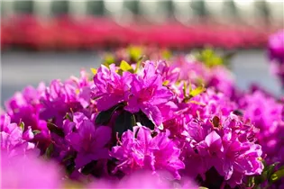  - Rhododendron obtusum 'Lady Dark'®