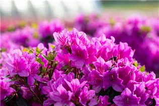  - Rhododendron obtusum 'Lady Dark'®