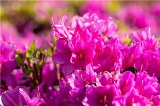  - Rhododendron obtusum 'Lady Dark'®