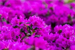  - Rhododendron obtusum 'Lady Dark'®