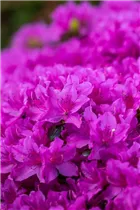  - Rhododendron obtusum 'Lady Dark'®