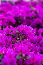  - Rhododendron obtusum 'Lady Dark'®