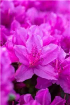  - Rhododendron obtusum 'Lady Dark'®