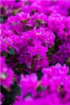  - Rhododendron obtusum 'Lady Dark'®