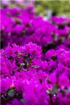  - Rhododendron obtusum 'Lady Dark'®