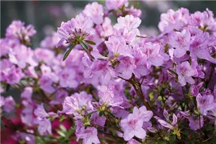  - Rhododendron obtusum 'Ledikanense'
