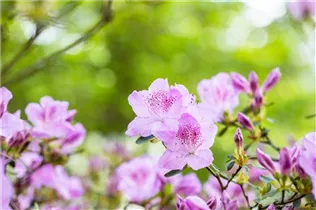  - Rhododendron obtusum 'Ledikanense'