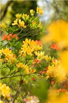  - Rhododendron molle 'Yellow Prince'
