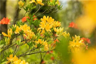  - Rhododendron molle 'Yellow Prince'