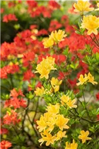  - Rhododendron molle 'Yellow Prince'