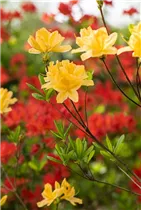  - Rhododendron molle 'Yellow Prince'