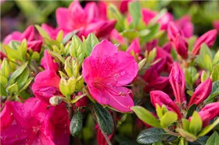  - Rhododendron obtusum 'Little Red'