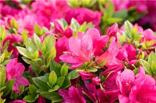  - Rhododendron obtusum 'Little Red'