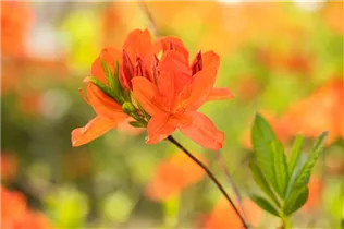  - Rhododendron mollis x sinensis 'Winston Churchill'