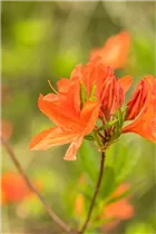  - Rhododendron mollis x sinensis 'Winston Churchill'
