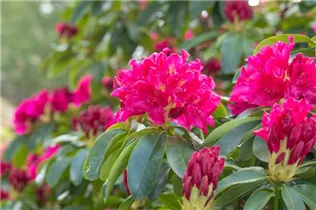  - Rhododendron 'Moorrose'