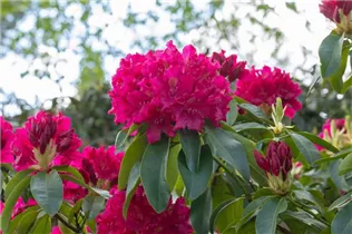  - Rhododendron 'Moorrose'