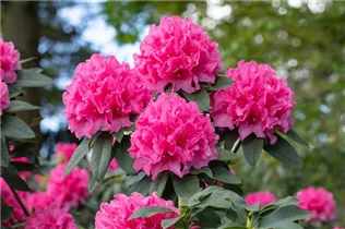  - Rhododendron 'Moorrose'