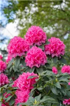  - Rhododendron 'Moorrose'